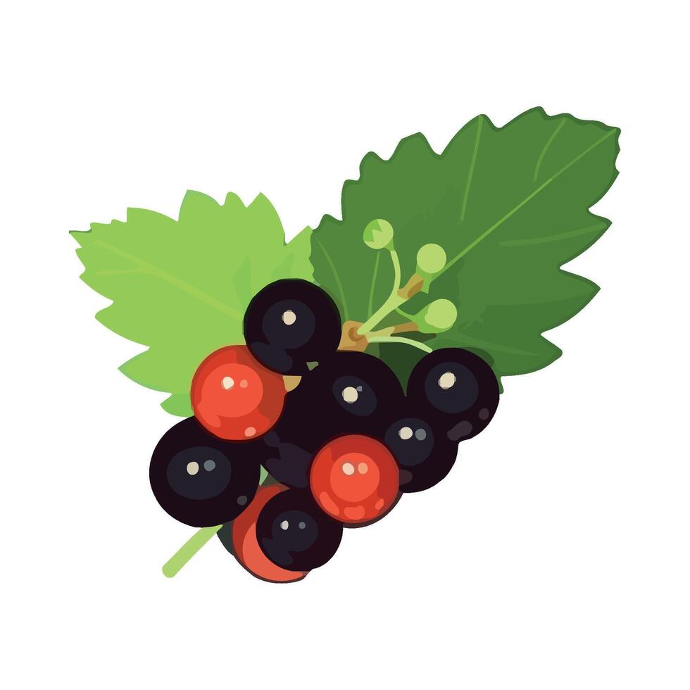Black curranberry fruit illustration isolated on white background vector