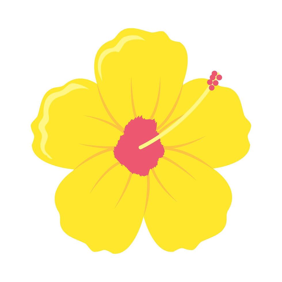 A yellow hibiscus flower on a white background vector