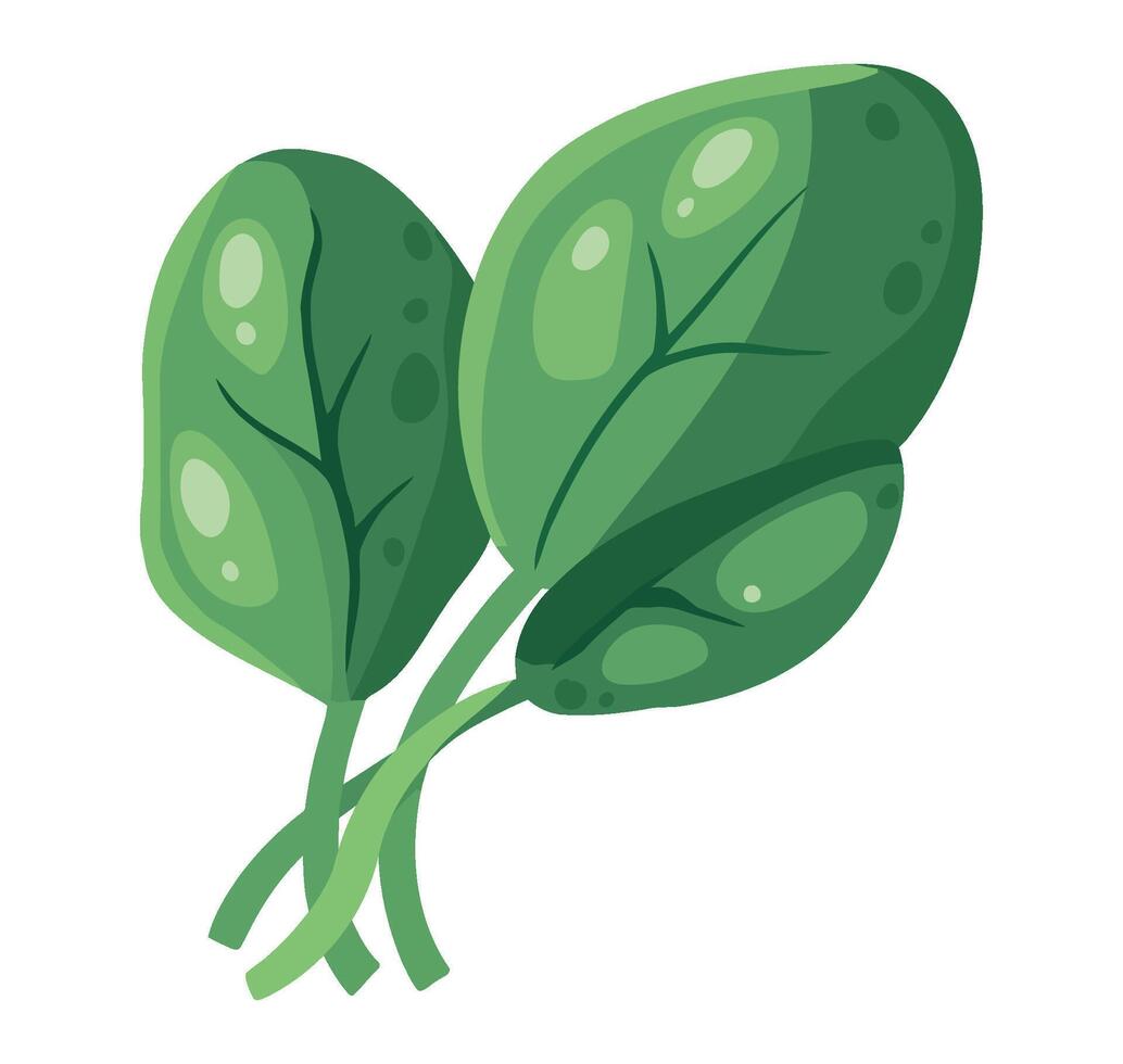 Spinach leaves illustration on white background vector