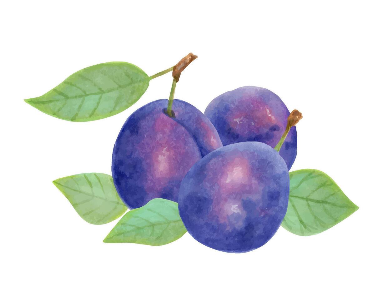 Composition of whole plums with leaves. Fresh fruits. Illustration with watercolor and marker. Botanical sketch for healthy eating. Vegetarianism.Harvest, production.Isolated handmade art vector