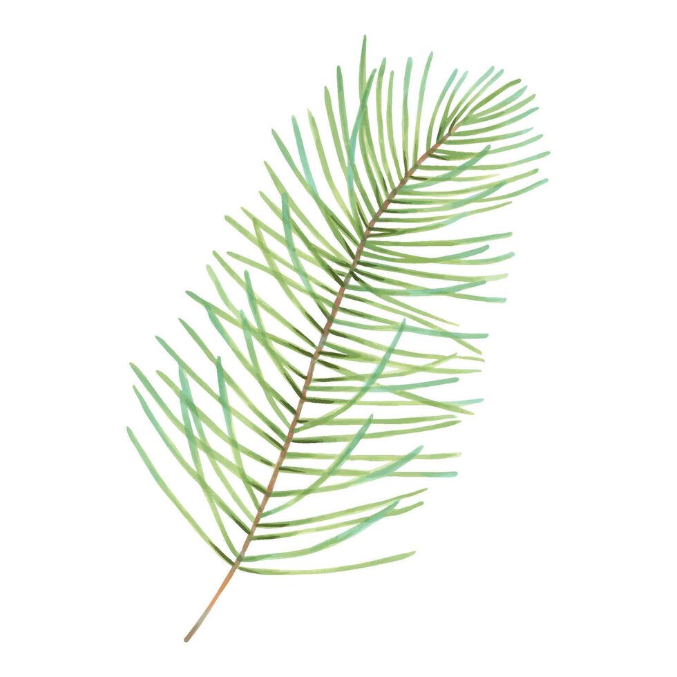 Pine branch or spruce branch. Hand drawn watercolor isolated illustration. Evergreen Christmas tree from natural forest with needles. Botanical holiday decoration for 2025 New Year and Christmas vector