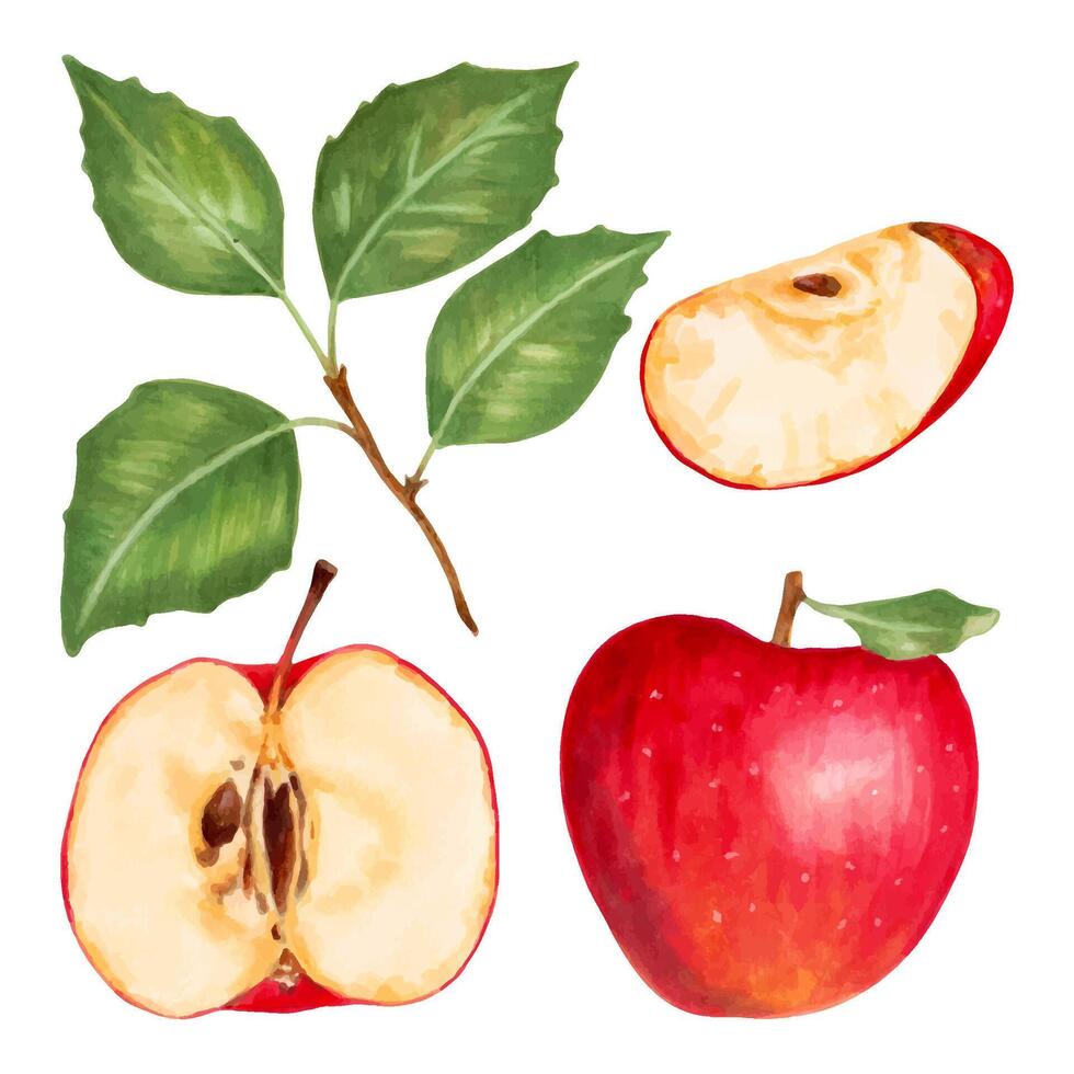 Fruit set of red apples with leaves.Botanical illustration with watercolors and markers.Hand drawn isolated art.Food clipart for food packaging design, menu and juices.Harvesting, production vector