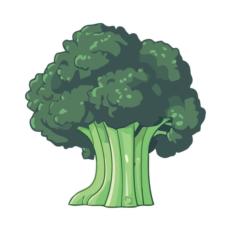 Broccoli illustration isolated on white background vector