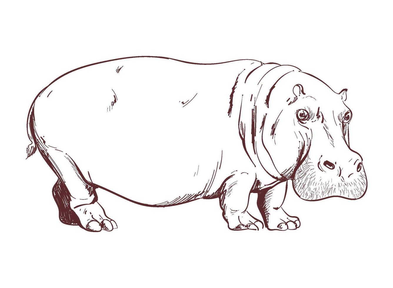 A drawing of a hippo on a white background vector