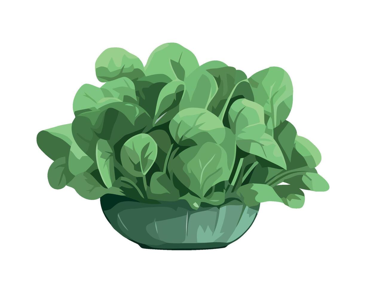 Spinach plant in a pot illustration on a white background vector