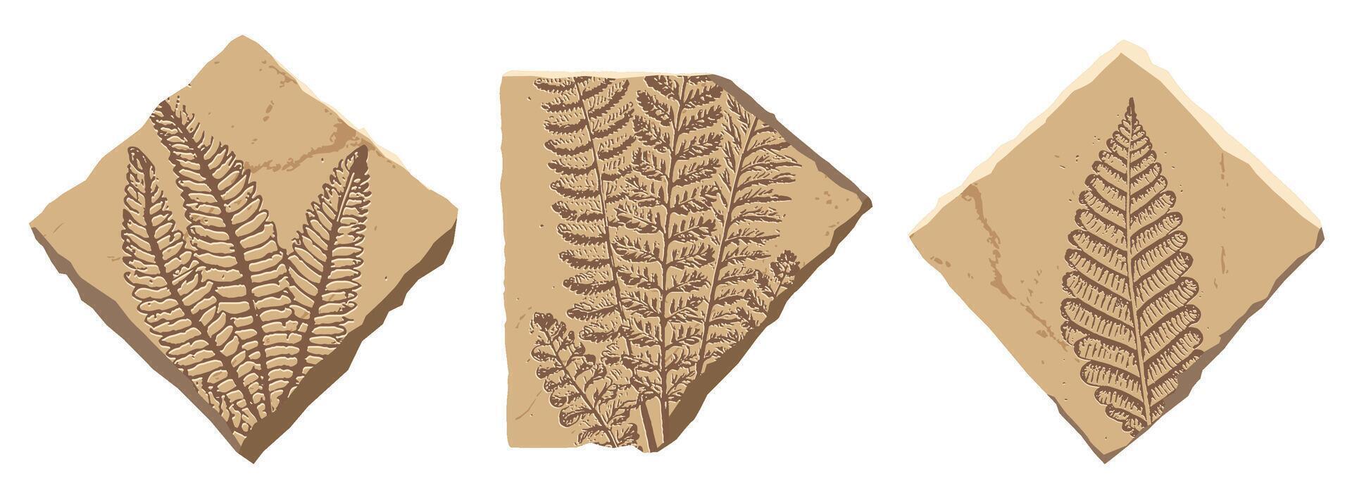 Prehistoric Plant fossil, ancient stone fern leaf imprint, ancient nature, paleontology science. Cartoon beige rock with silhouette of tropical jungle forest plant, Jurassic fern fossil. set vector