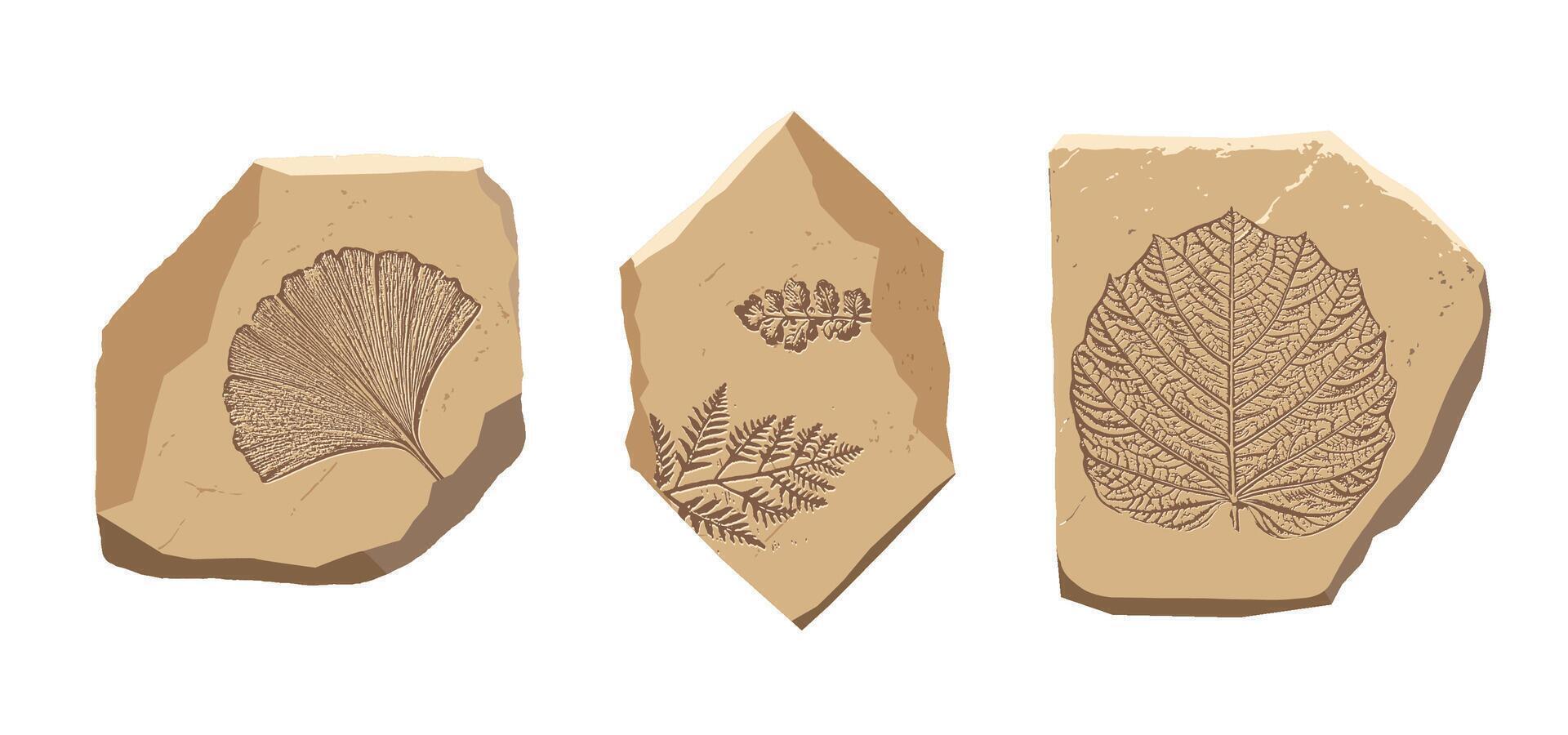 Fossil Leaf of ancient plant. Archeologic icon. Prehistoric flora cartoon fossil. Evolution illustration. Stone with fern, ginkgo. Historic museum art. Vintage archaeologic ancient plant vector