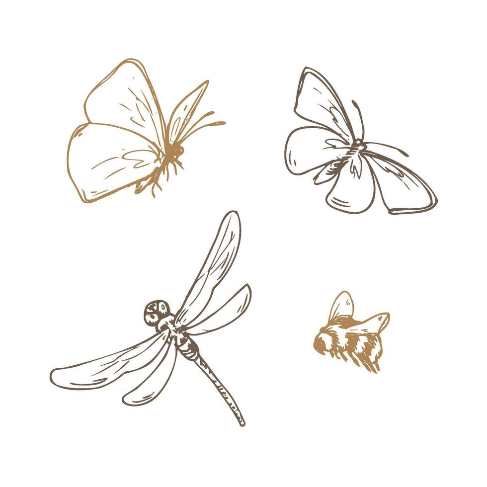 Insects butterflies, dragonfly and bumblebee. Line art is a simple hand-drawn illustration in beige, ochre, brown ink. Isolated EPS set of elements. vector