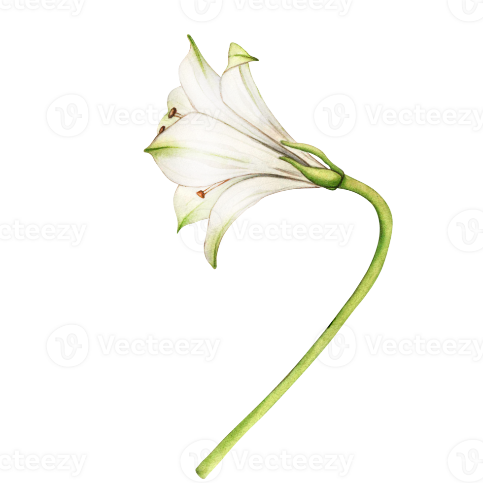 White flower. Watercolor floral illustration. Bouquet of alstroemeria. Lilies close-up on a white background. Floral spring background. Composition with beautiful blooming png