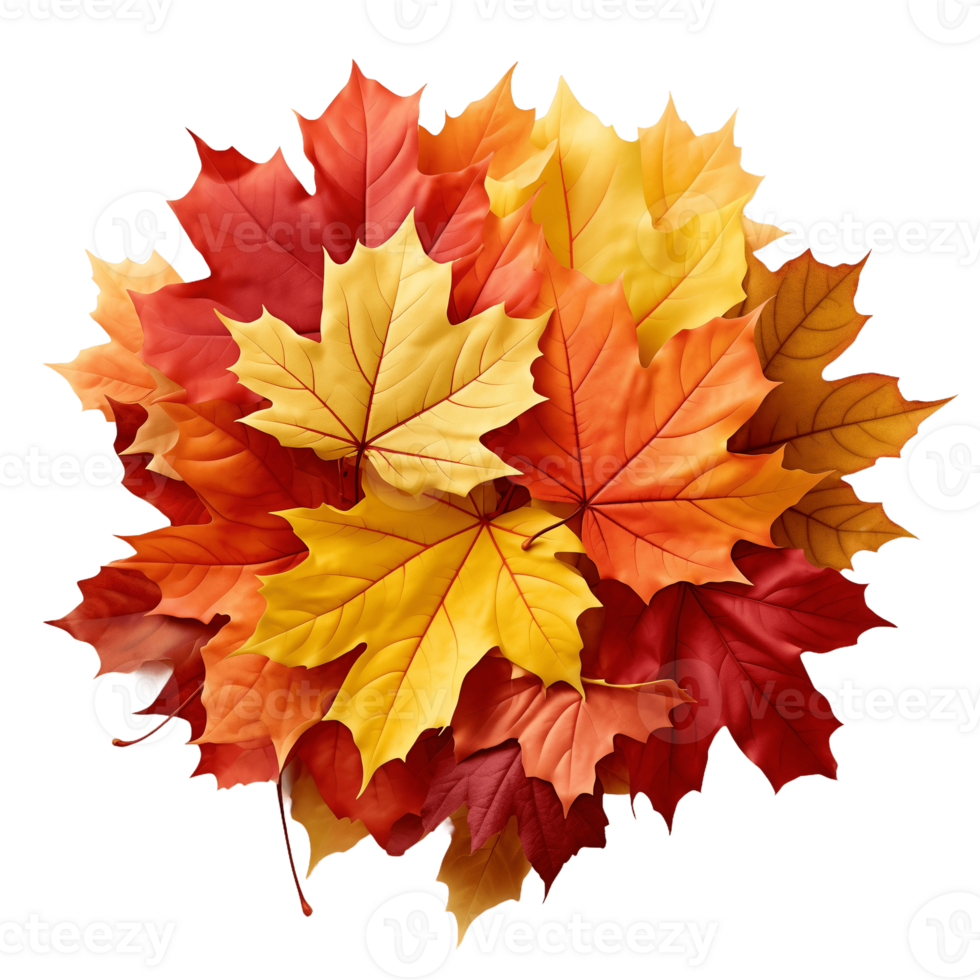 Vibrant autumn leaves in red, orange, and yellow hues create a beautiful fall foliage display. png