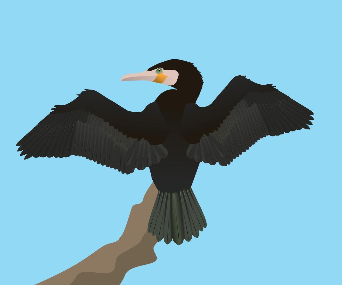 Great cormorant drying its wings in the wind. The bird is sitting on a branch and his wings are spread out. You see the bird on its back and he is looking towards you. vector