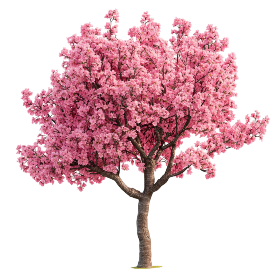 Pink Blossom Tree on Transparent Background. png
