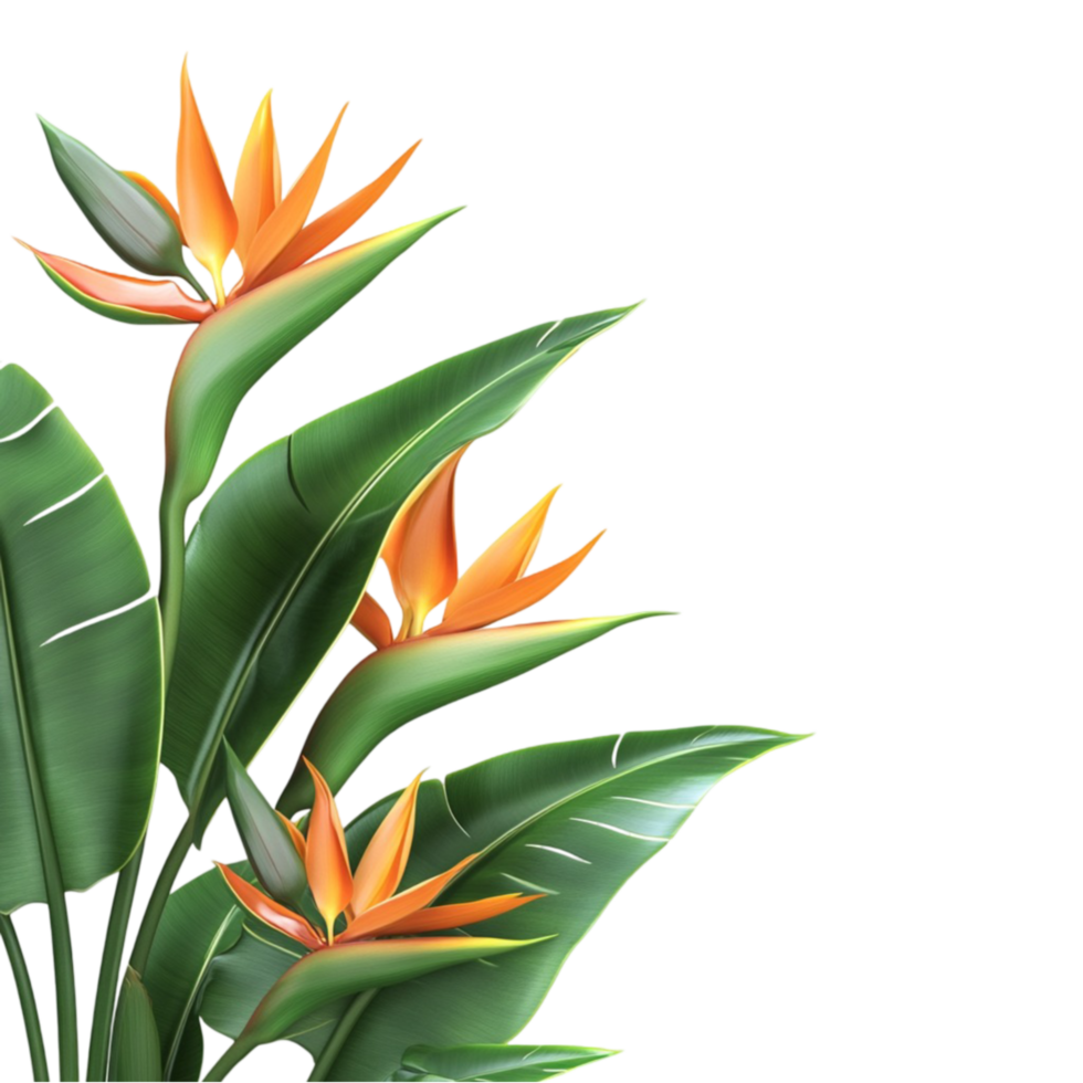 Bird of Paradise Flower Isolated on Transparent Background. png
