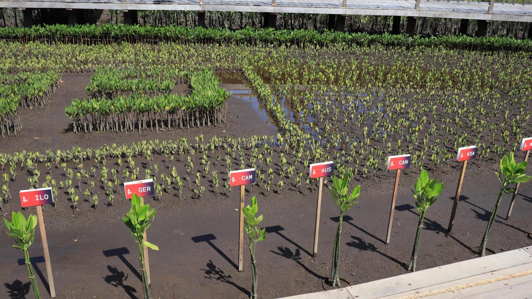Tahura mangrove area, meeting place for state leaders at the G20 Summit photo