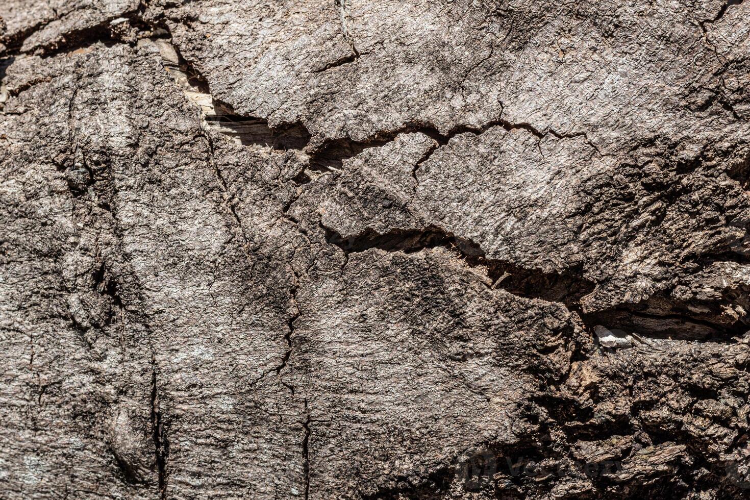 Background texture of old weathered bark photo
