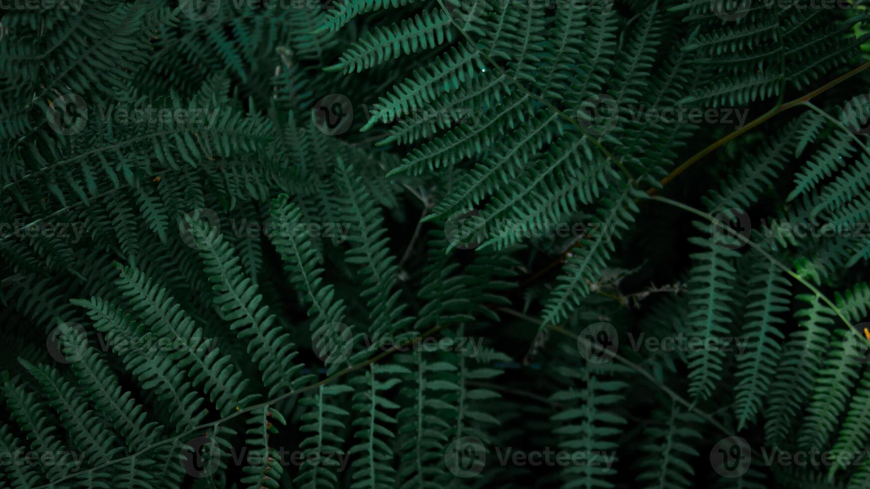 Perfect natural young fern leaves pattern background. Dark and moody feel. Top view. Copy space. photo