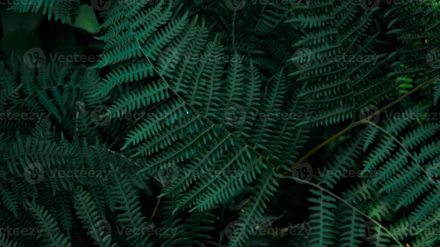 Perfect natural young fern leaves pattern background. Dark and moody feel. Top view. Copy space. photo