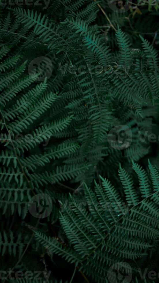 Perfect natural young fern leaves pattern background. Dark and moody feel. Top view. Copy space. photo