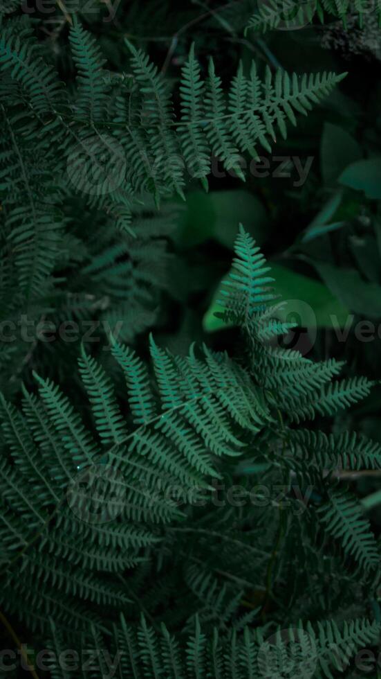 Perfect natural young fern leaves pattern background. Dark and moody feel. Top view. Copy space. photo
