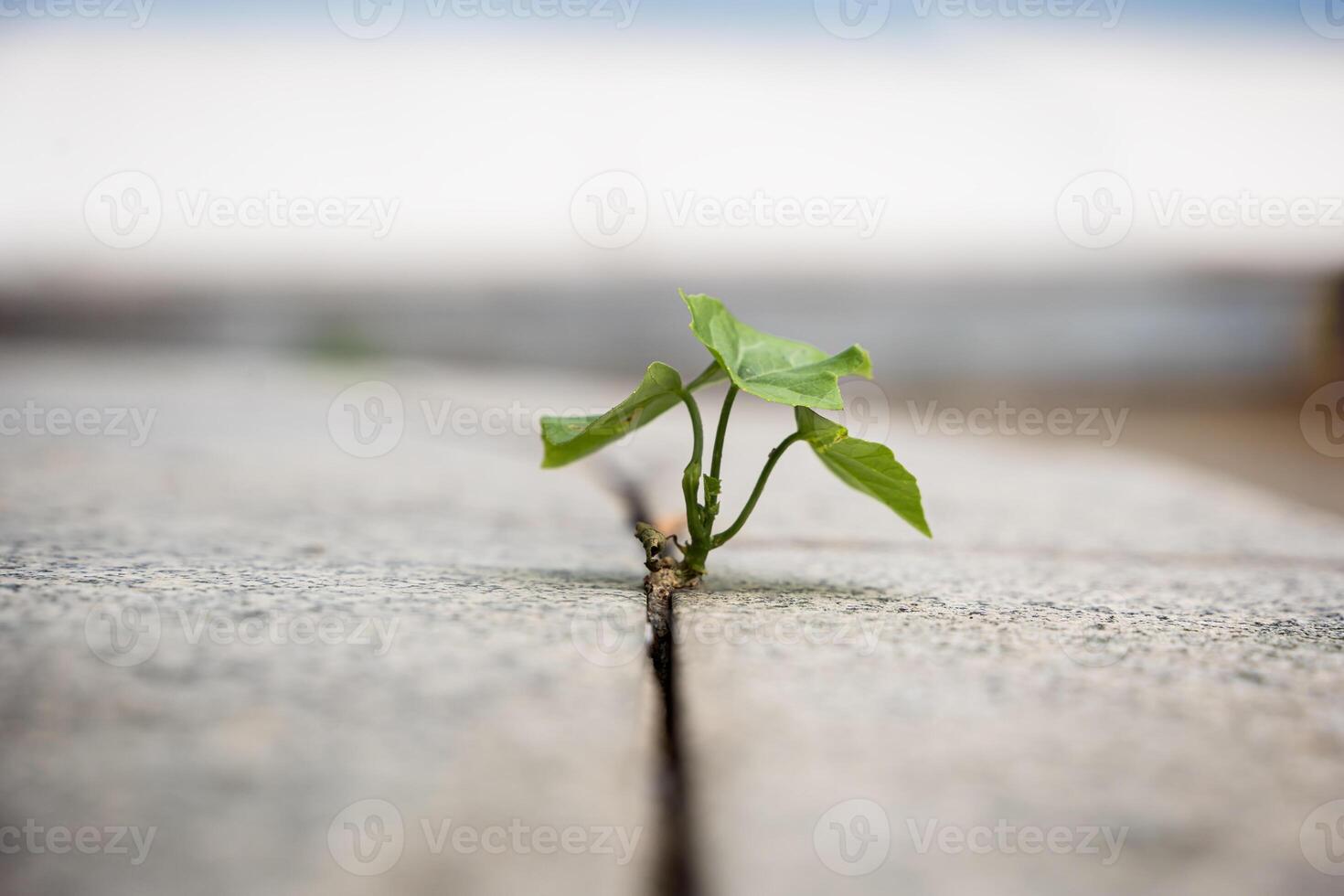When a new start-up business develops and fights for strength, a new life, or a seeding business idea. The growth of seedlings photo