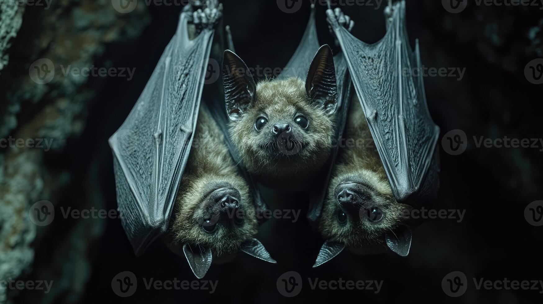 Group of bats hanging upside down in cave photo