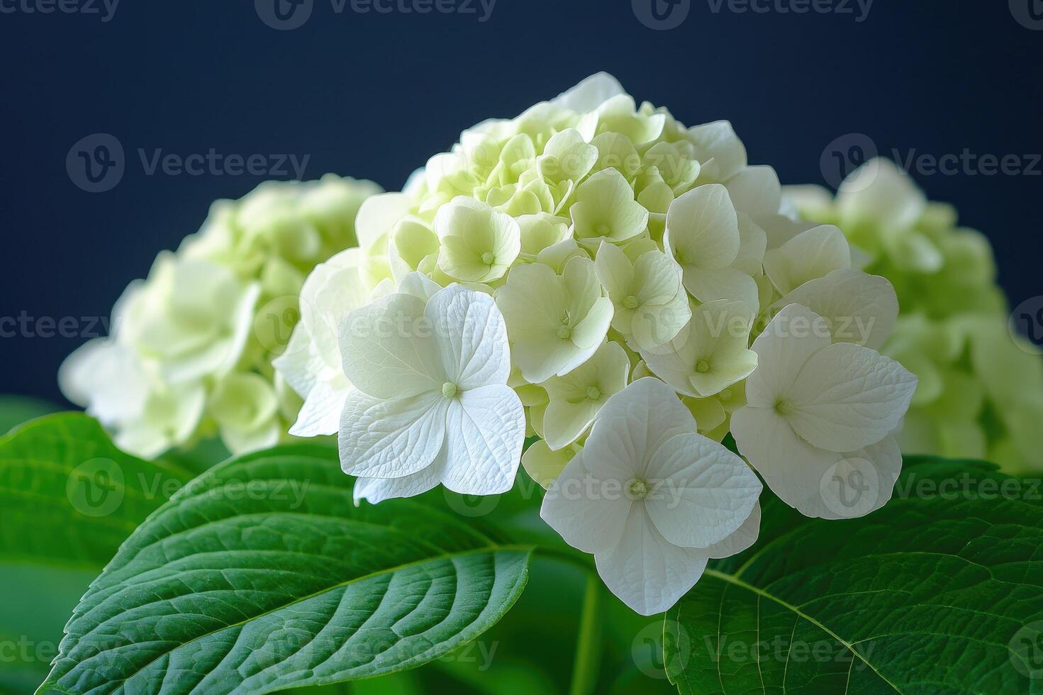 Beautiful white hortensia blooming in a garden during springtime photo