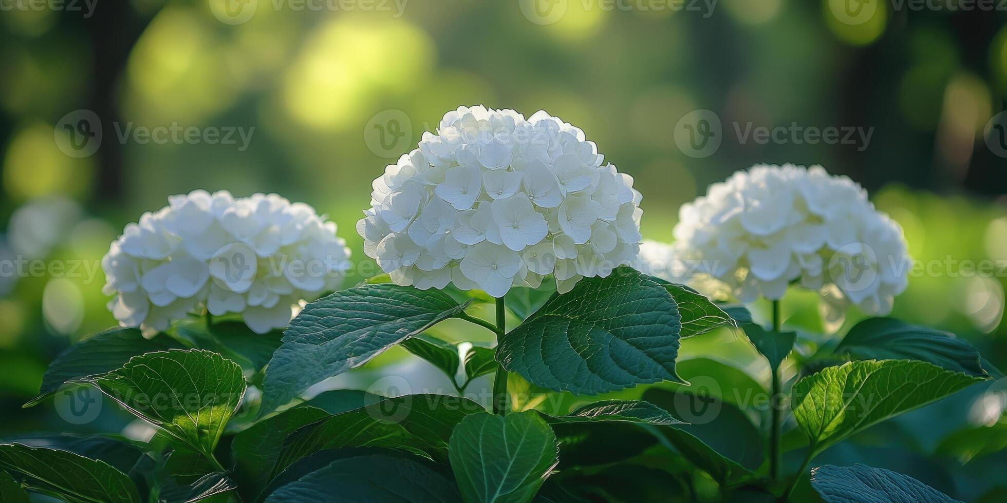 Beautiful white hortensia blooming in a garden during springtime photo