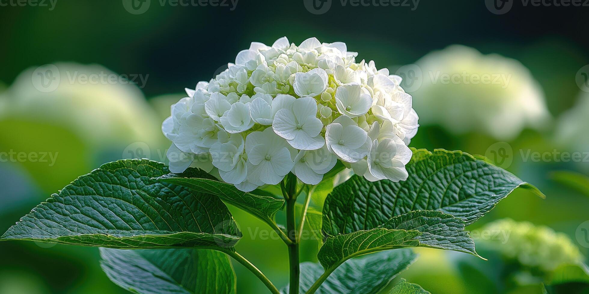 Beautiful white hortensia blooming in a garden during springtime photo