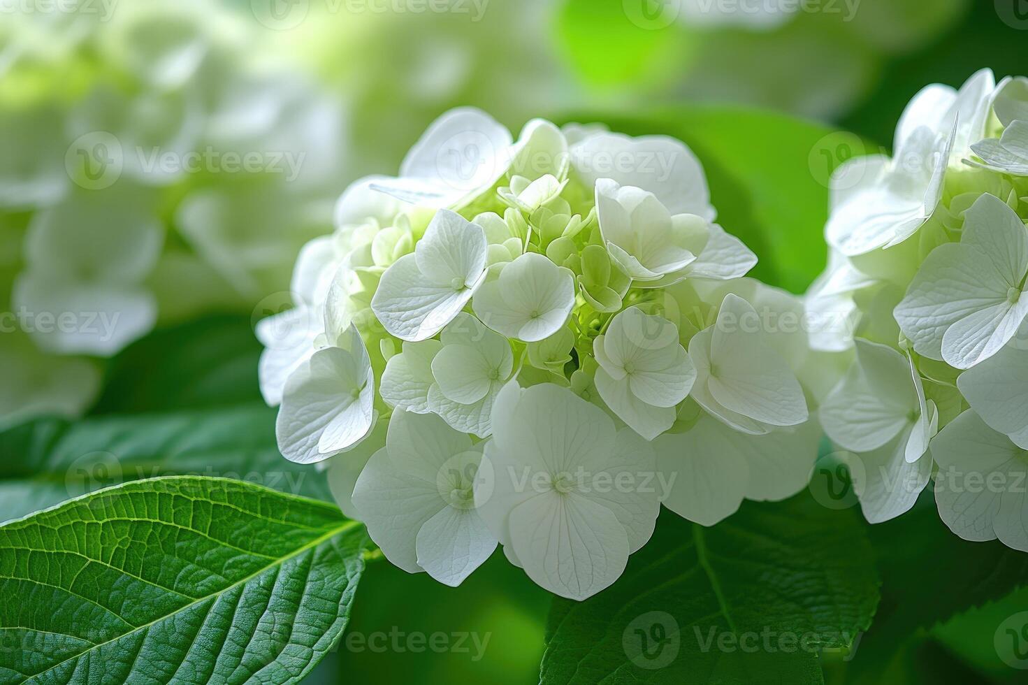 Beautiful white hortensia blooming in a garden during springtime photo