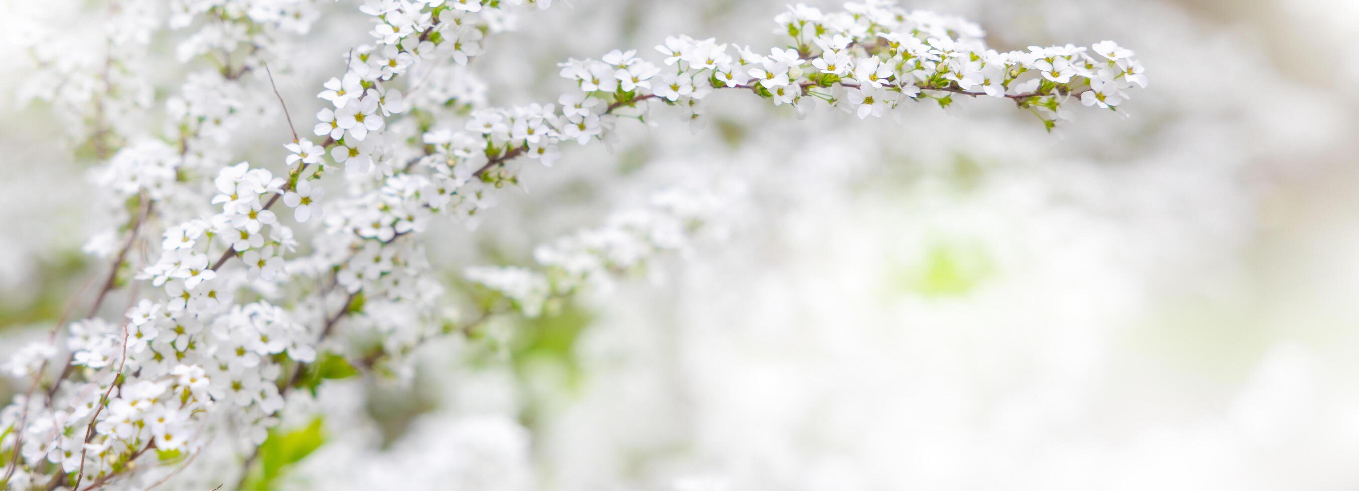 Nature of white flower on blurred background. close up of nature view flora and leaf. copy space using plants landscape, ecology wallpaper or cover concept. photo