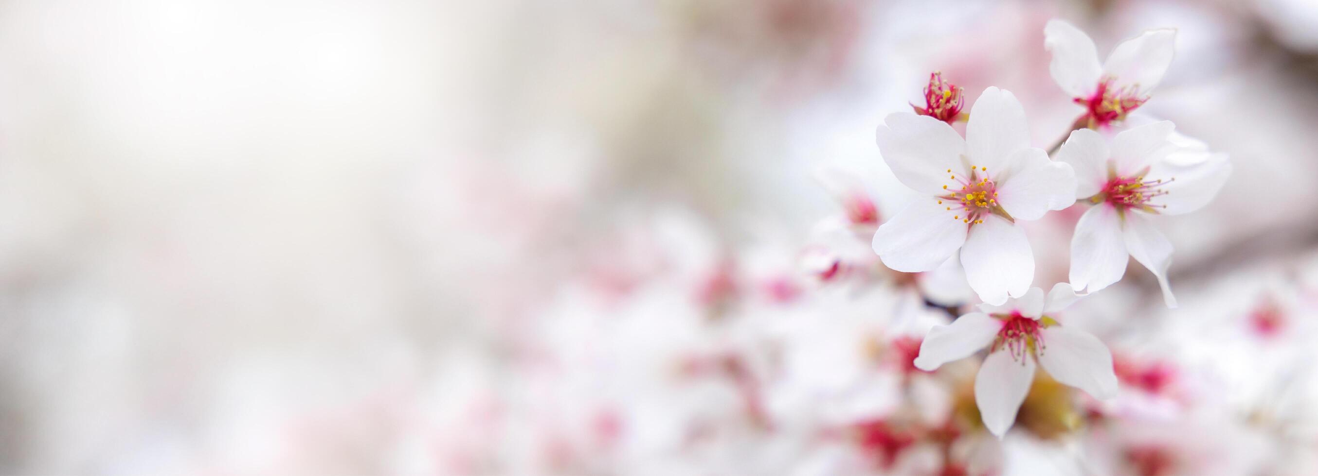 Beautiful spring cherry blossom Zakura of pink flower on blurred background. close up of nature view flora in the spring. copy space using plants landscape, wallpaper or cover concept. Tokyo, Japan. photo