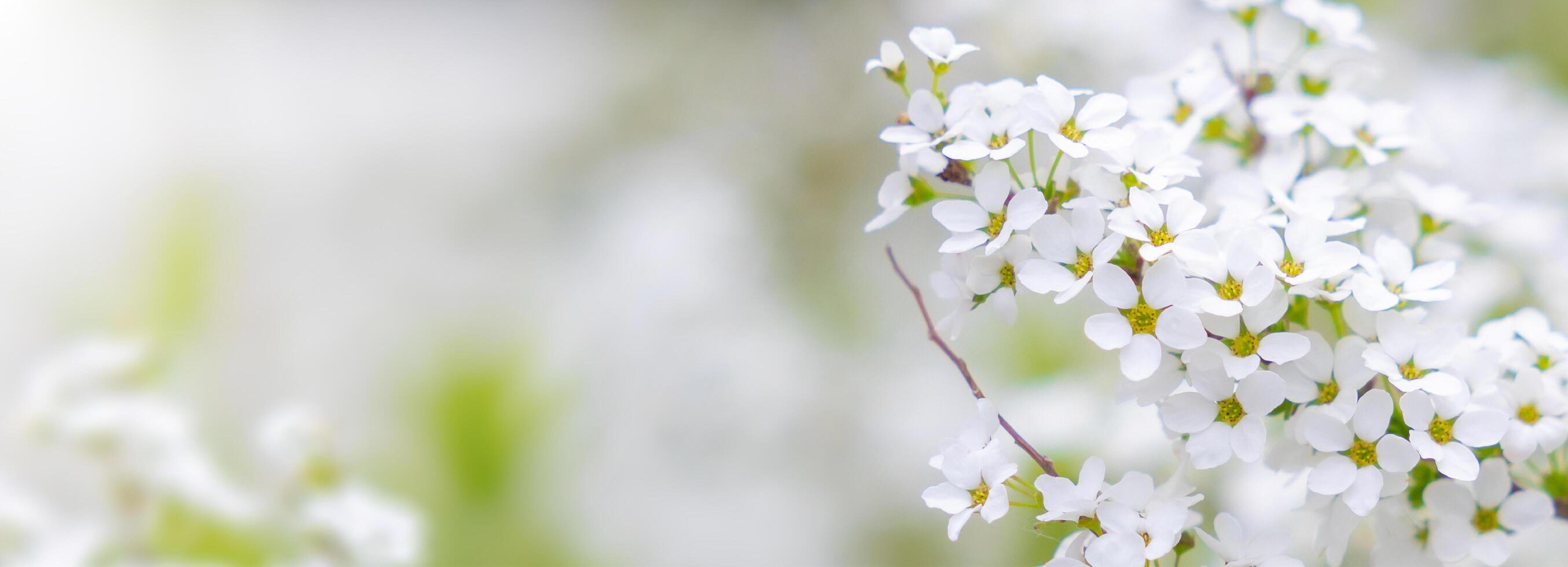 Nature of white flower on blurred background. close up of nature view flora and leaf. copy space using plants landscape, ecology wallpaper or cover concept. photo