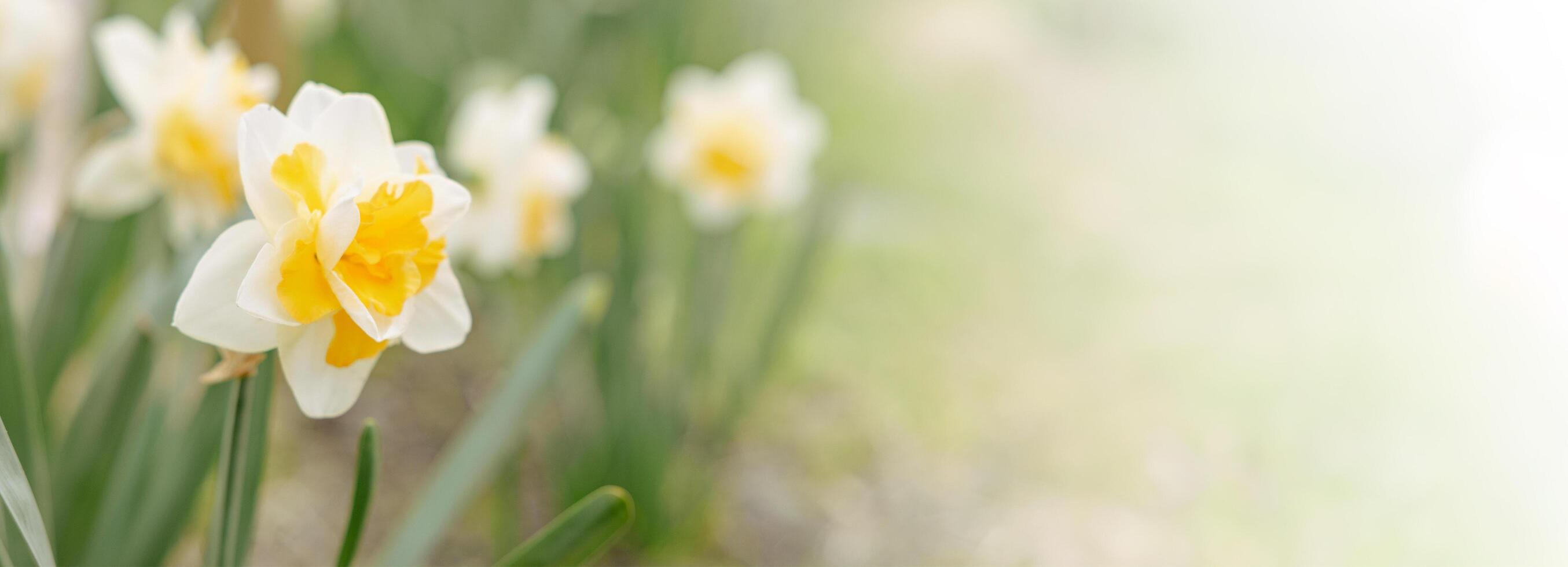 Nature of yellow flower on blurred background. close up of nature view flora and leaf. copy space using plants landscape, ecology wallpaper or cover concept. photo