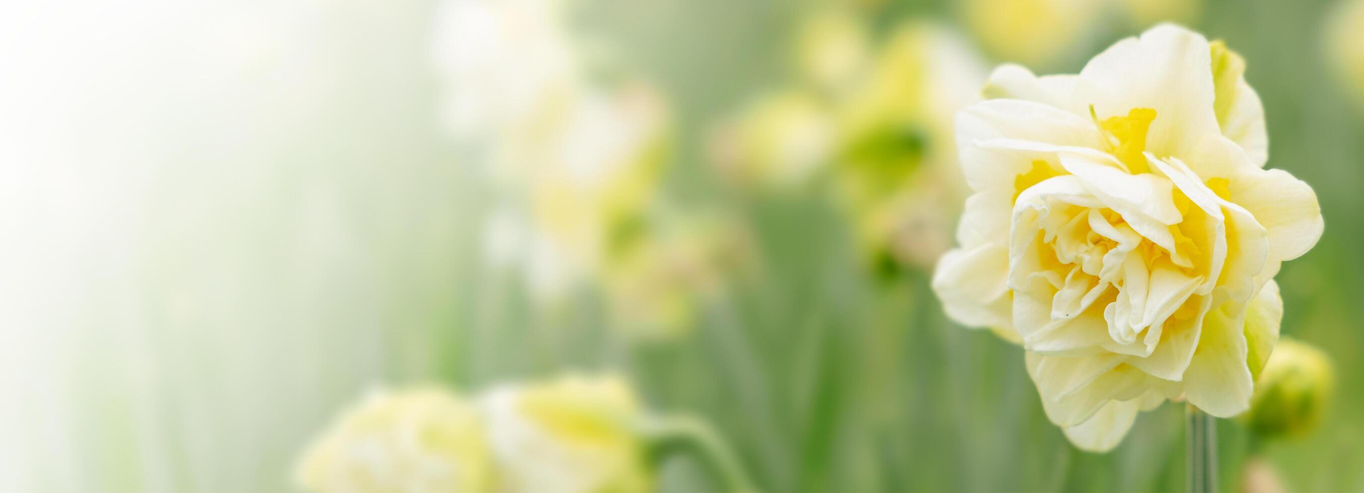 Nature of yellow flower on blurred background. close up of nature view flora and leaf. copy space using plants landscape, ecology wallpaper or cover concept. photo