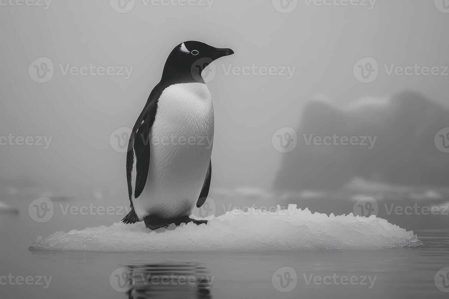 Lone penguin is standing on an ice floe in the water photo