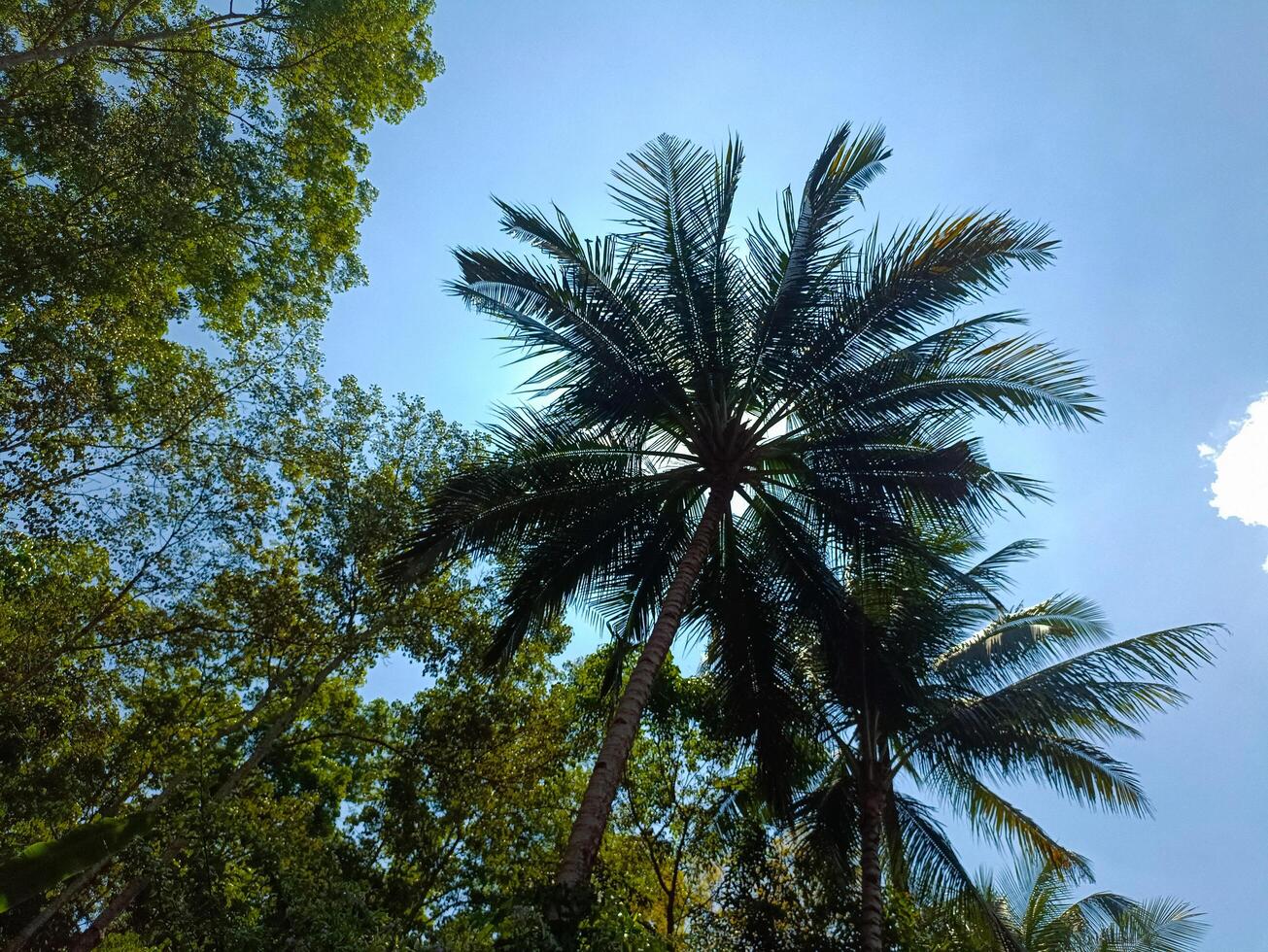 Observing trees in the park on a sunny day with the sunlight filtering through the trees in a forest and various shades of wood with blue sky background photo