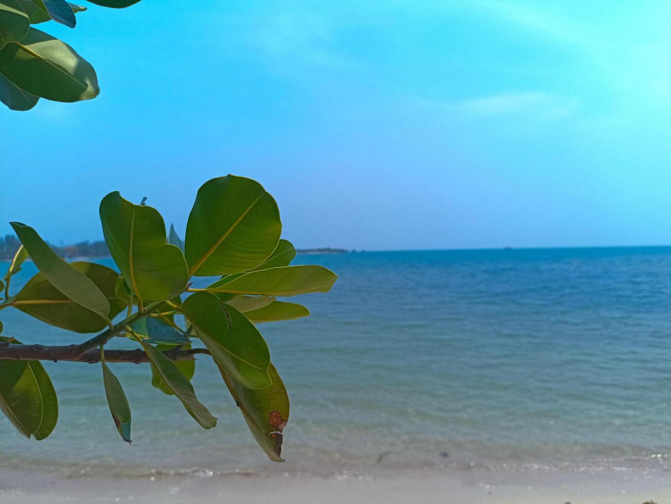 Green leaves with wonderful view of tropical beach photo