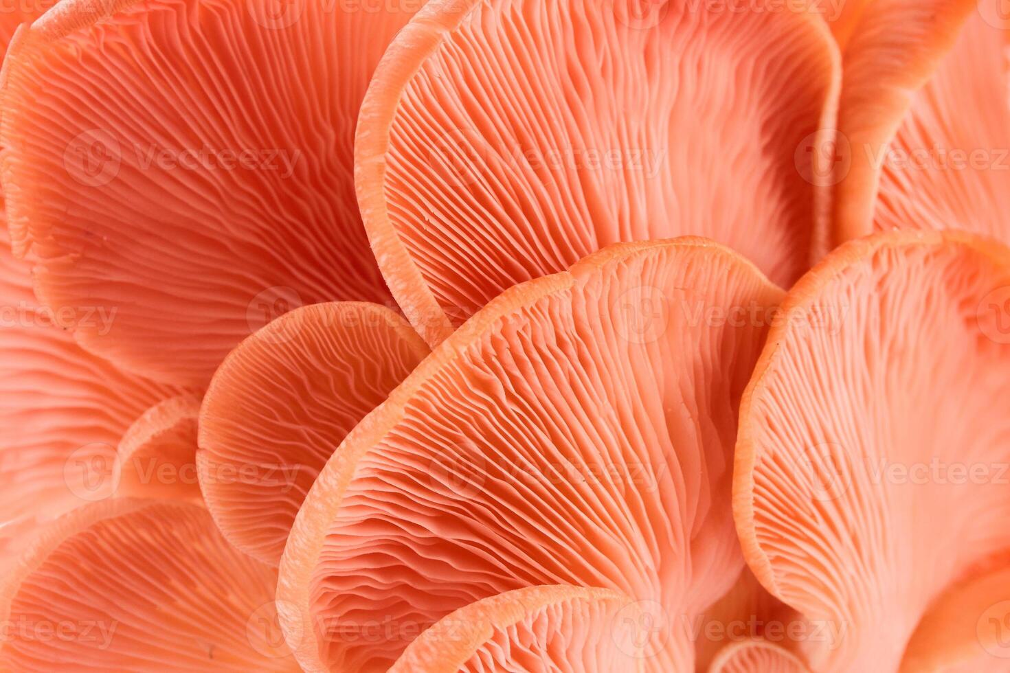 Close-up of Pink Oyster Mushrooms background photo
