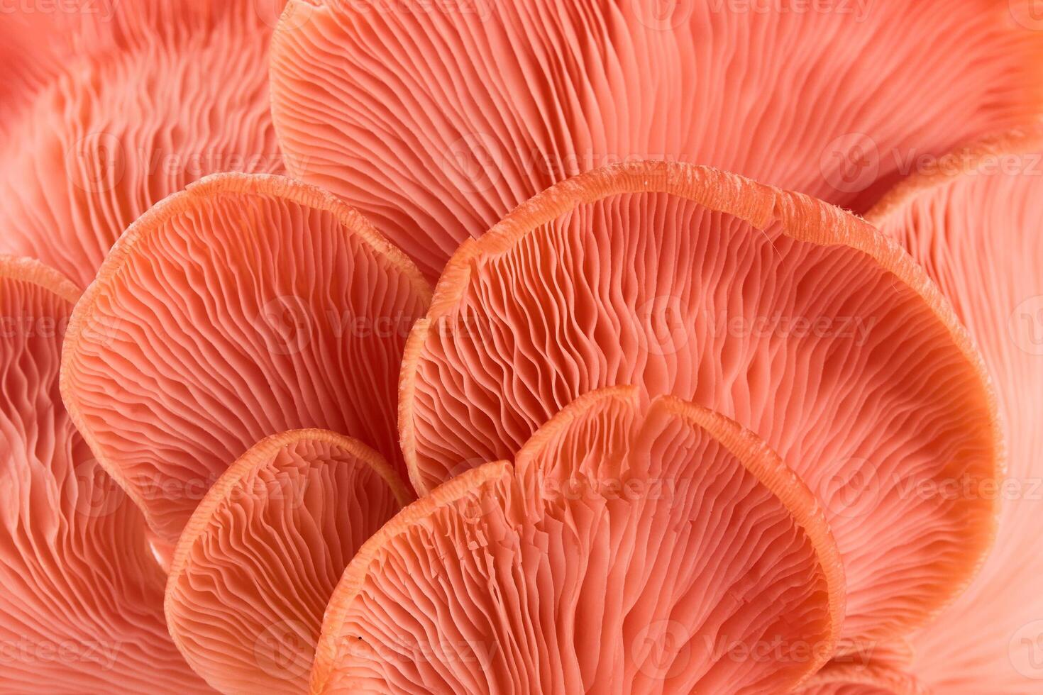 Close-up of Pink Oyster Mushrooms background photo