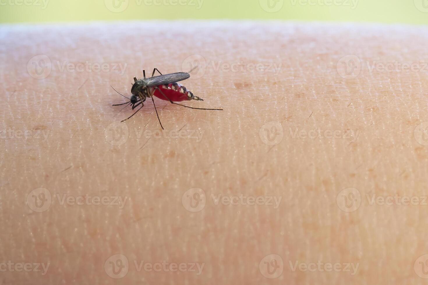 Mosquito feeding on human skin, with a focus on the insect's details. photo