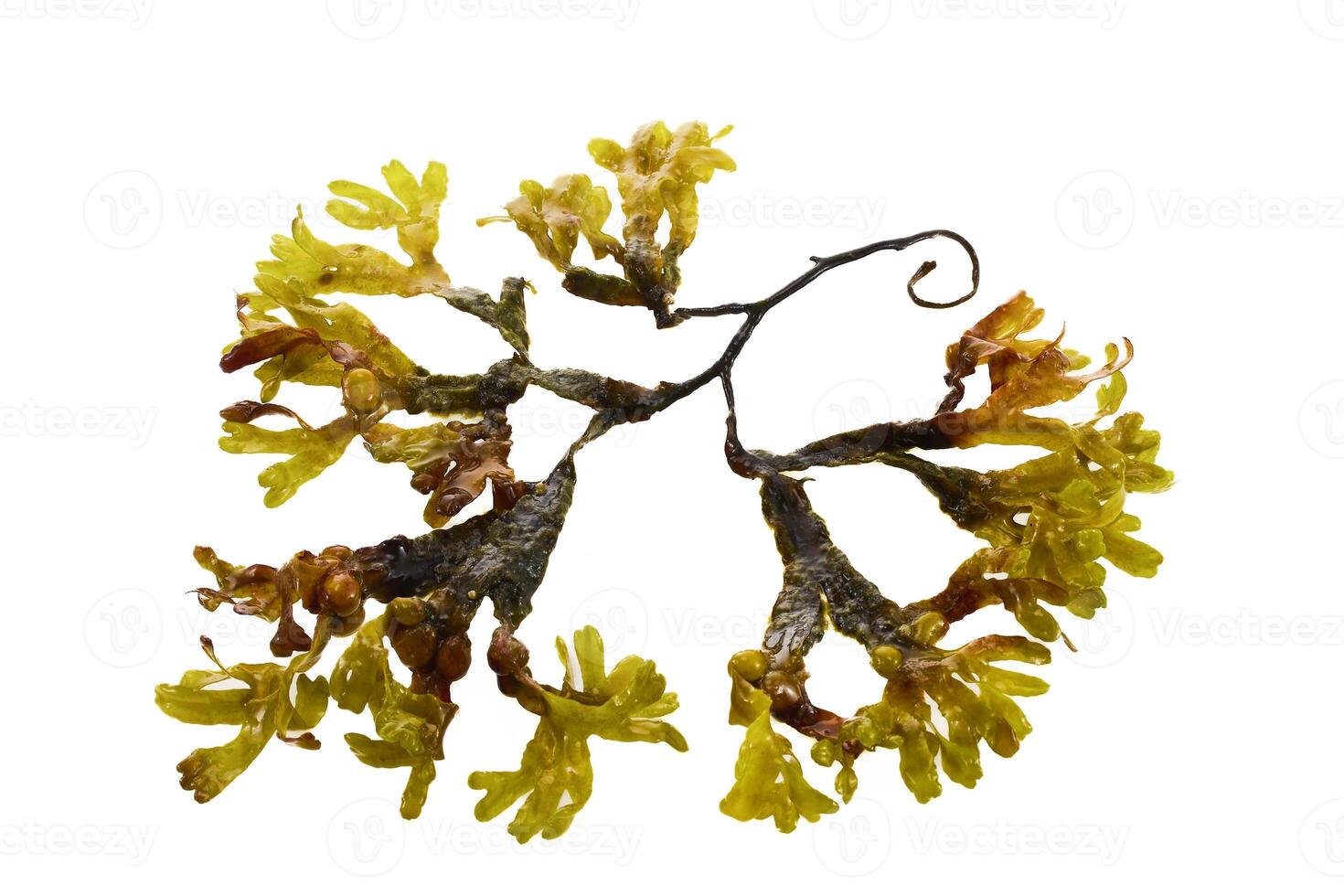 Seaweed plant On White Background photo