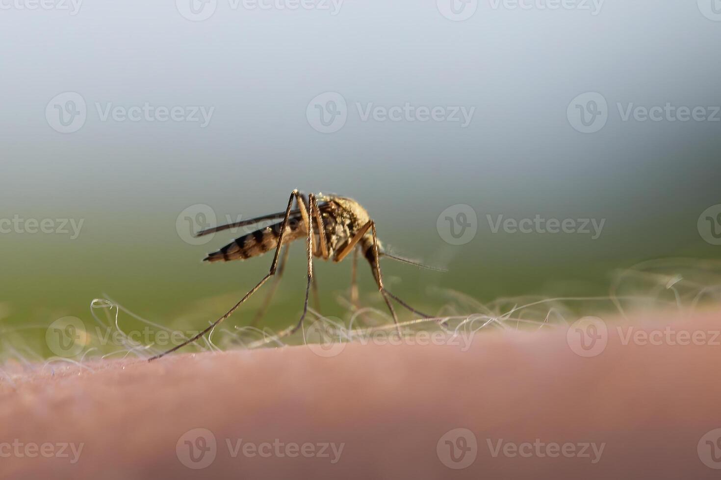 Mosquito Bite on human skin photo