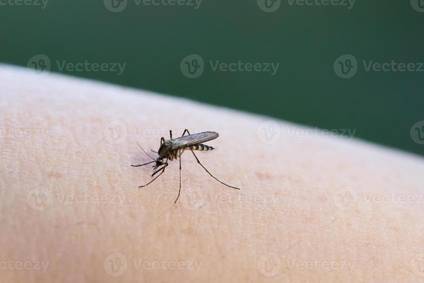 Mosquito on human skin showing its details. photo