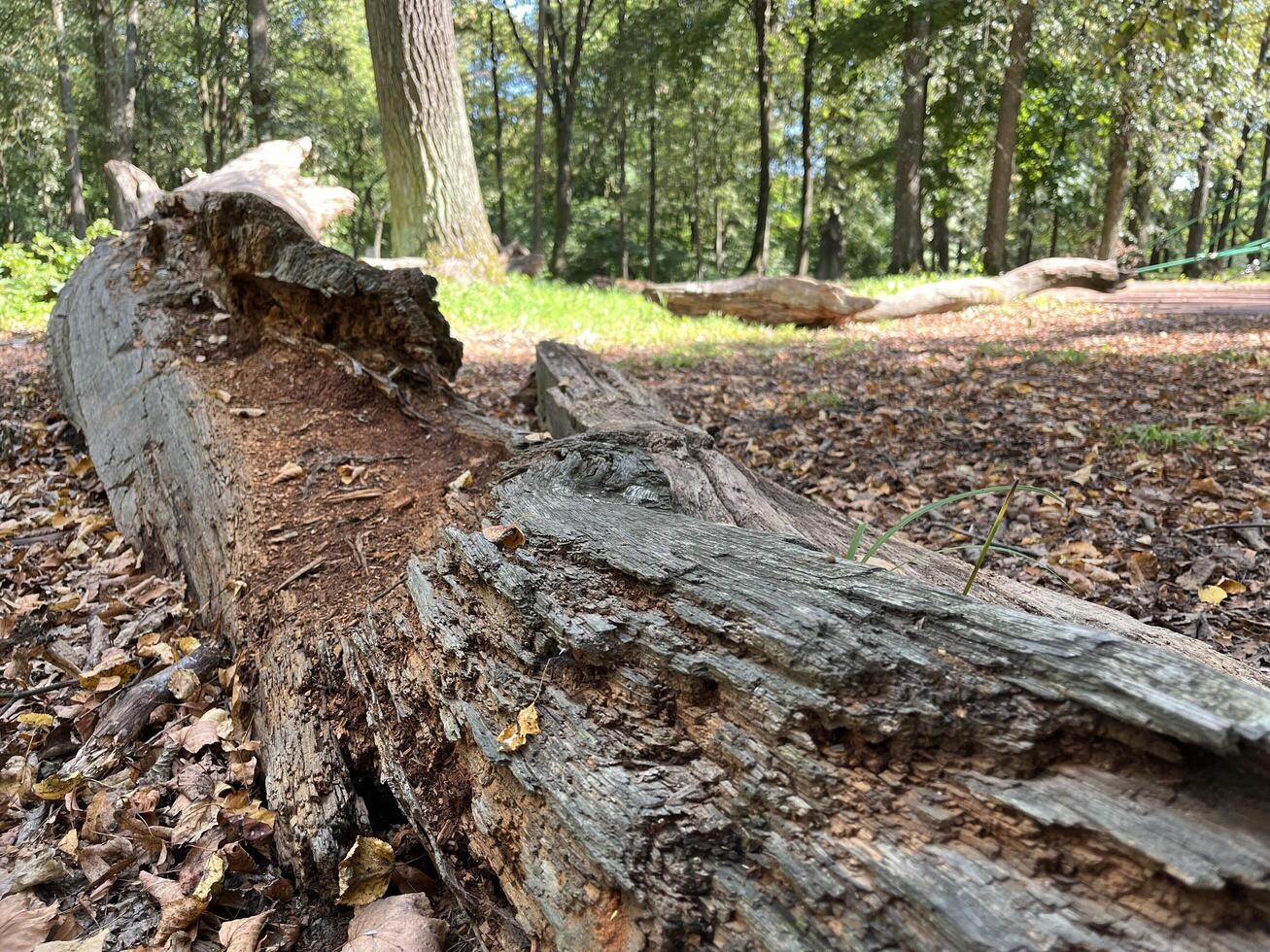 Fallen trunk of an old oak tree in oak forest photo