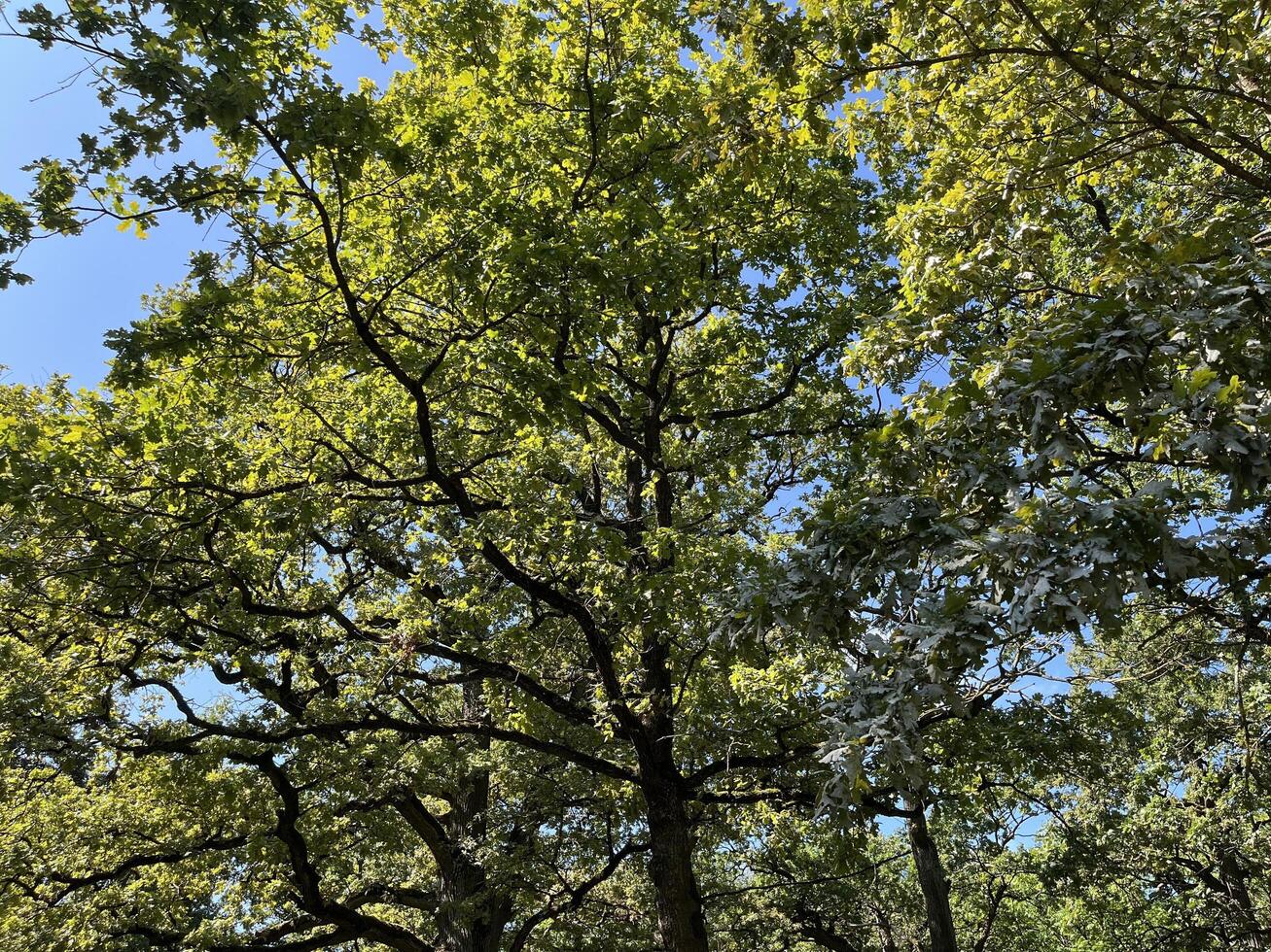 Nature photo background of Oak tree Branches with green leaves against blue sky. Blue sky and trees in the summer