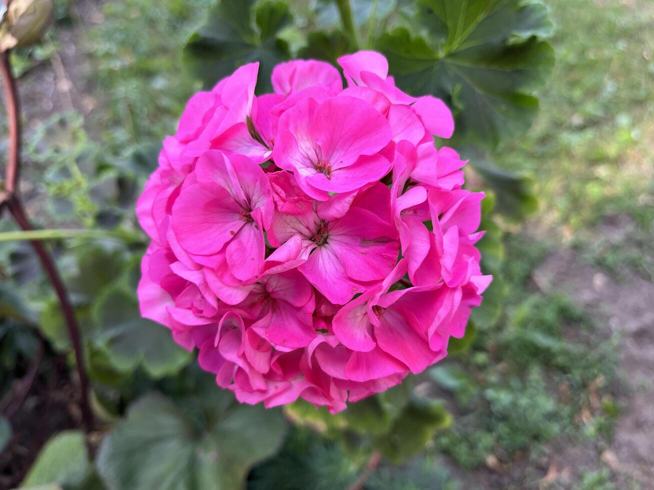 Beautiful Geranium Calliope Deep Rose. Pink flowers. Nature Background photo