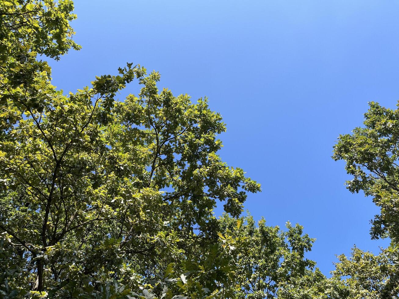 Nature background of Oak tree against the blue sky in the oak forest. Clear blue sky and trees in the summer photo