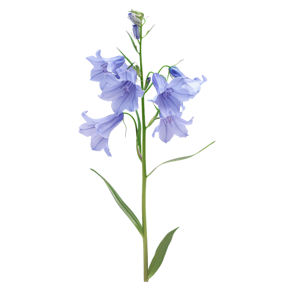 Bluebell Flower Isolated png