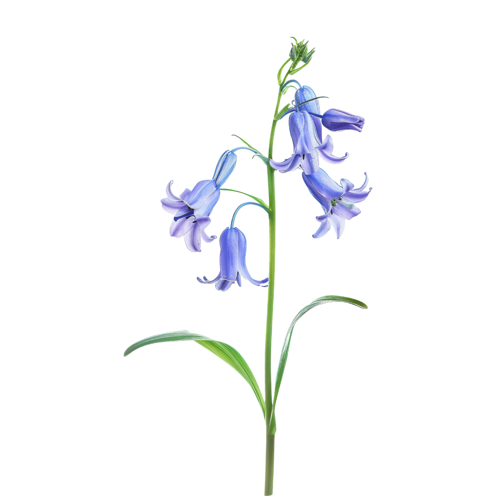 Bluebell Flower Isolated png