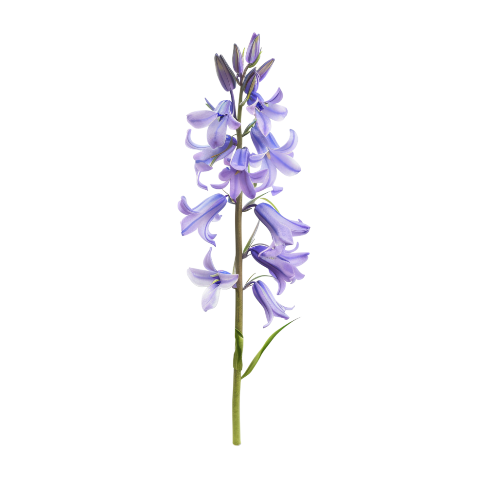 Bluebell Flower Isolated png
